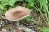 pluteus_01_t1_1.jpg