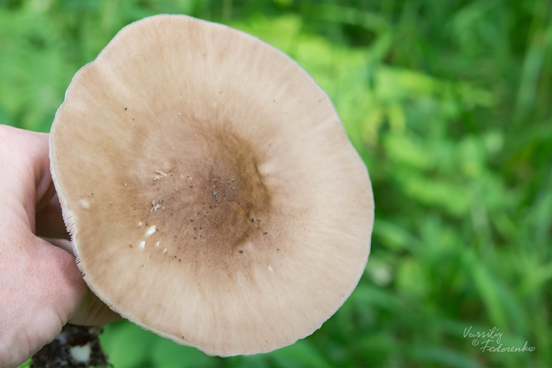 pluteus_02_1.jpg