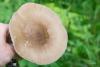 pluteus_02_t1_1.jpg