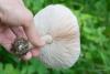 pluteus_03_t1_1.jpg