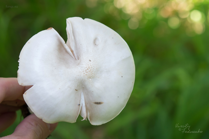 pluteus_04.jpg