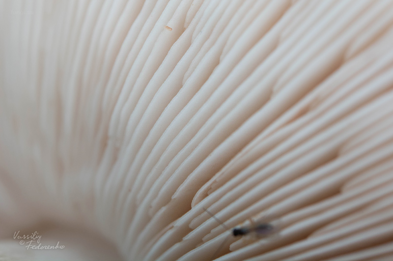 pluteus_04_1.jpg