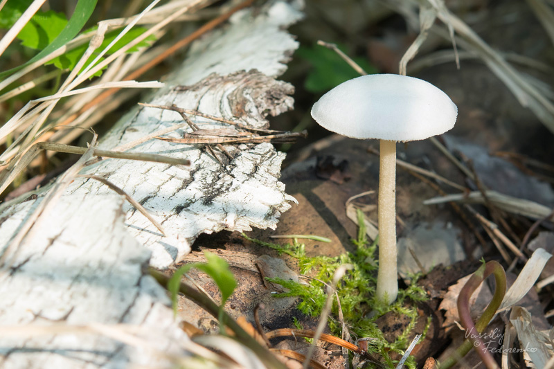 pluteus_07.jpg