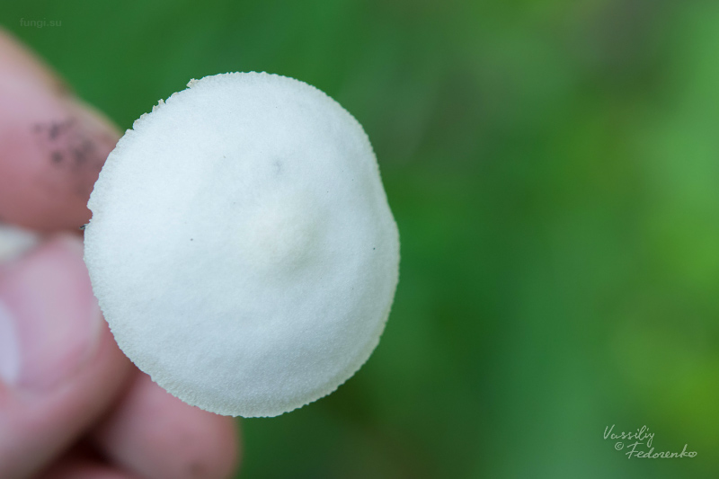 pluteus_10.jpg