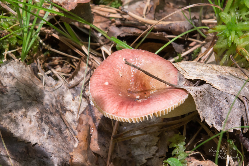 russula_01_1.jpg