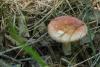 russula_01_t1.jpg