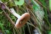 russula_01_t1_2.jpg