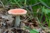 russula_01_t1_3.jpg