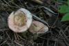 russula_02_t1.jpg