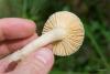 russula_02_t1_1.jpg