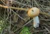 russula_03_t1.jpg