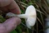 russula_03_t1_1.jpg