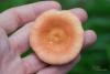 russula_03_t1_2.jpg