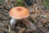 russula_04_t1_1.jpg