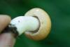 russula_05_t1.jpg