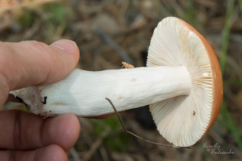 russula_06.jpg