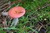 russula_08_t1.jpg