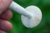 russula_10_t1.jpg