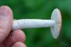 russula_11_t1.jpg