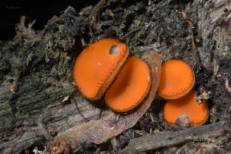 scutellinia_01.jpg