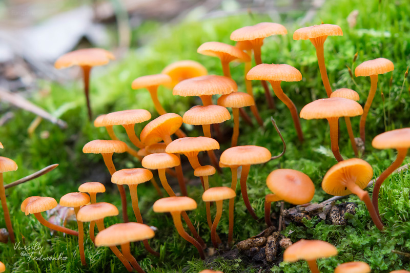 xeromphalina-campanella_01.jpg