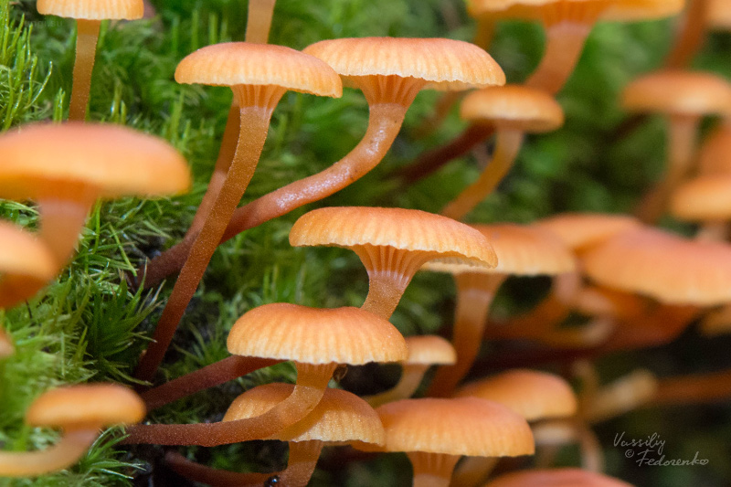 xeromphalina-campanella_03.jpg