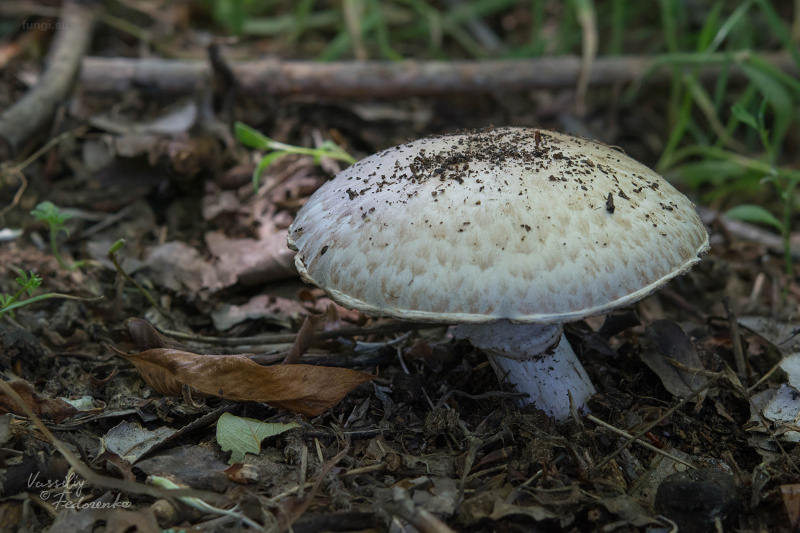 agaricus-bisporus_01.jpg