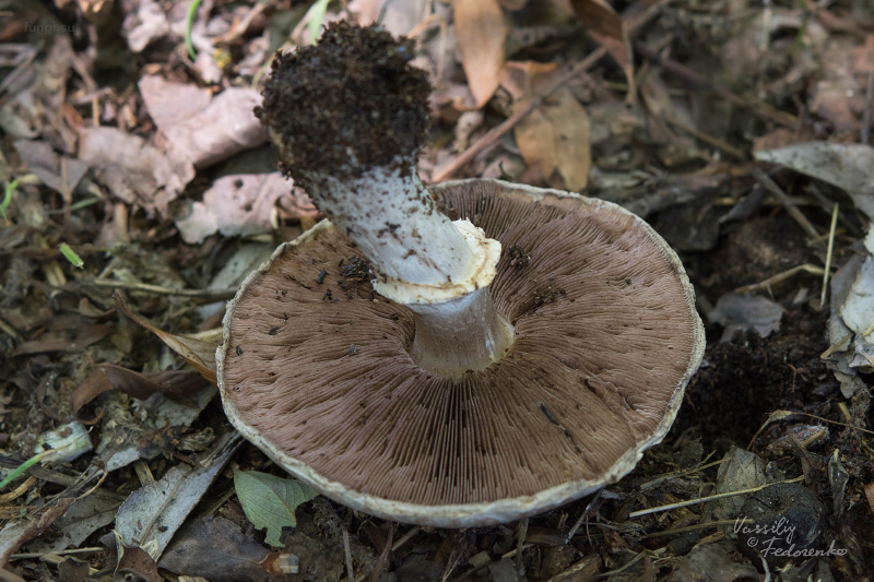 agaricus-bisporus_02.jpg