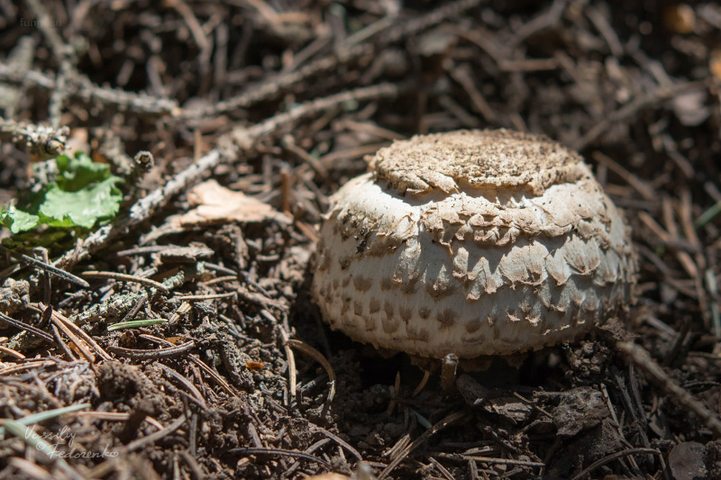 agaricus_01.jpg