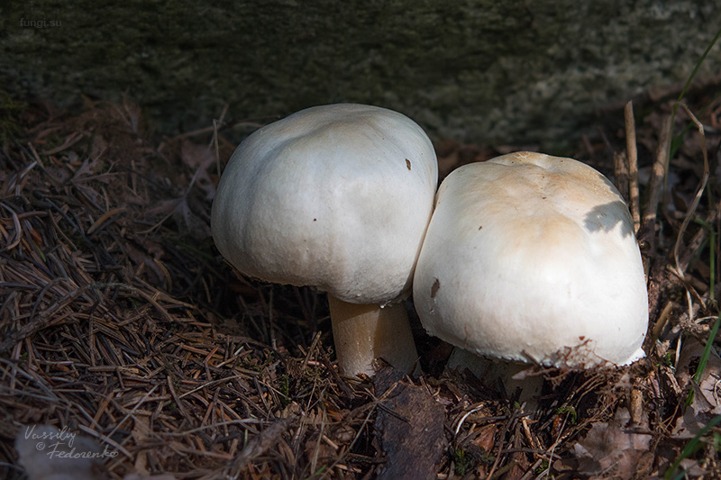 agaricus_01_1.jpg