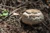 agaricus_01_t1.jpg