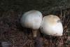 agaricus_01_t1_1.jpg