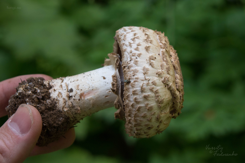 agaricus_03.jpg