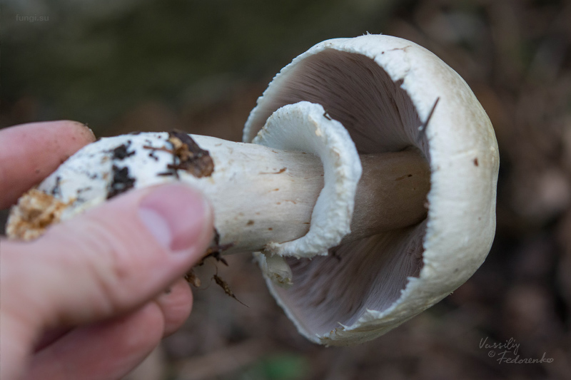 agaricus_03_1.jpg