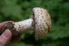 agaricus_03_t1.jpg