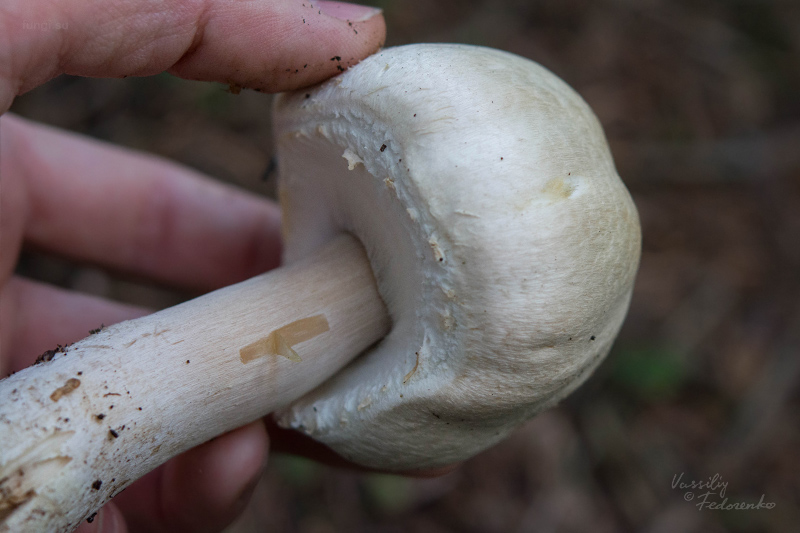 agaricus_04_1.jpg