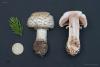 agaricus_04_t1.jpg