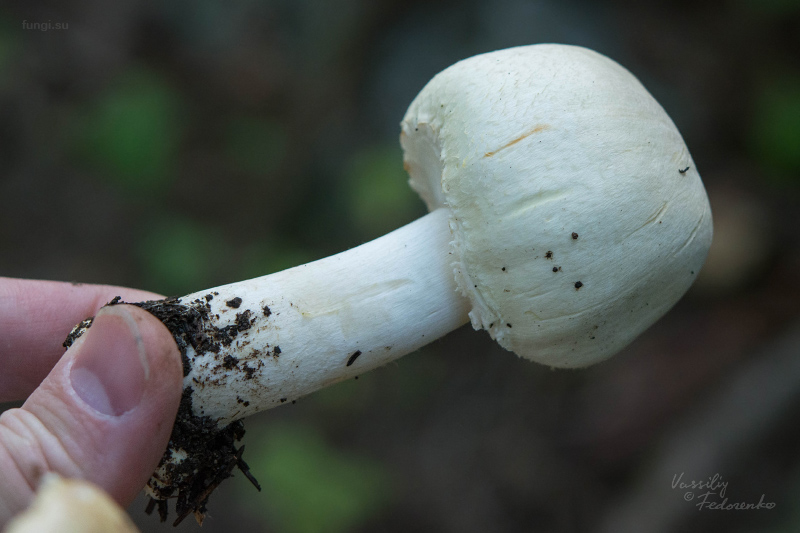 agaricus_05.jpg