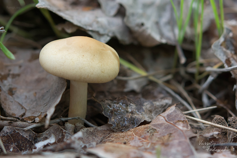 agrocybe-praecox_01.jpg