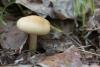 agrocybe-praecox_01_t1.jpg