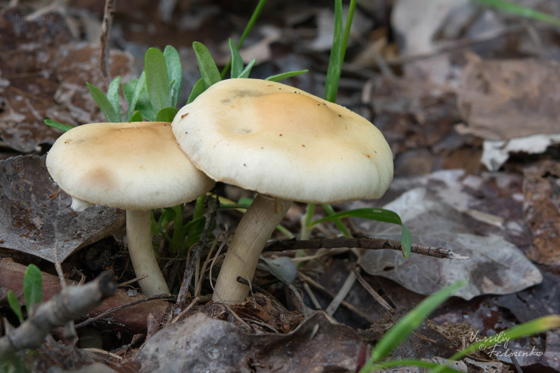 agrocybe-praecox_02.jpg