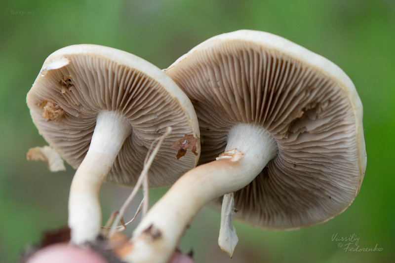 agrocybe-praecox_03.jpg