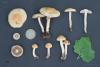 agrocybe-praecox_04_t1.jpg