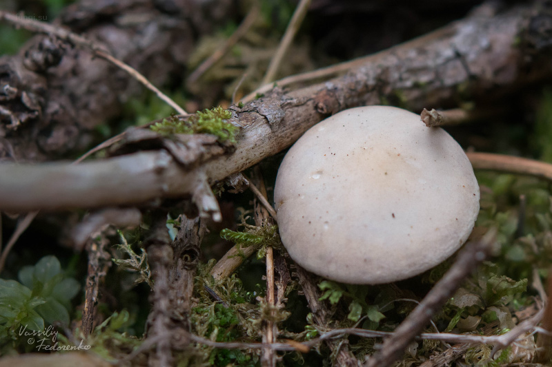 agrocybe_01.jpg