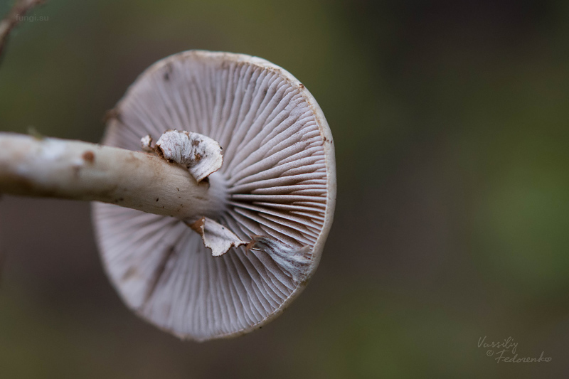 agrocybe_02.jpg