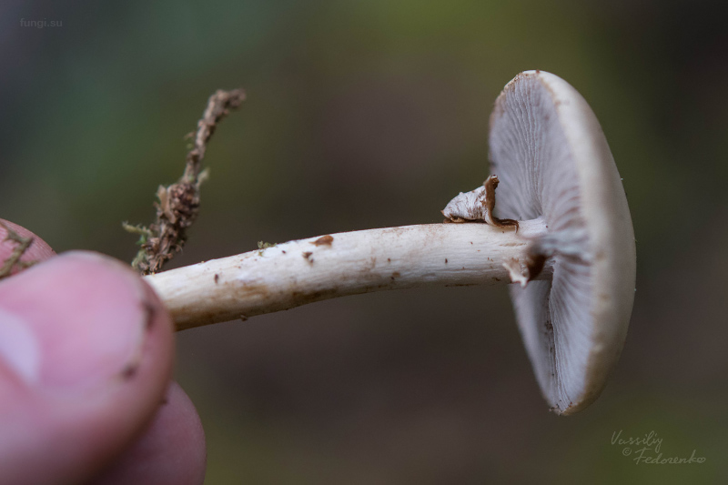 agrocybe_03.jpg