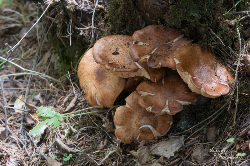 armillaria_01.jpg