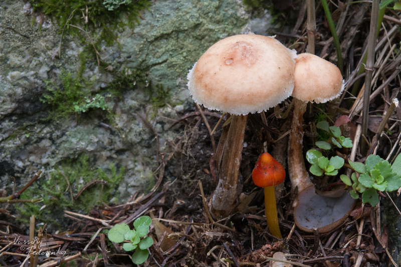 armillaria_01_1.jpg