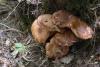 armillaria_01_t1.jpg