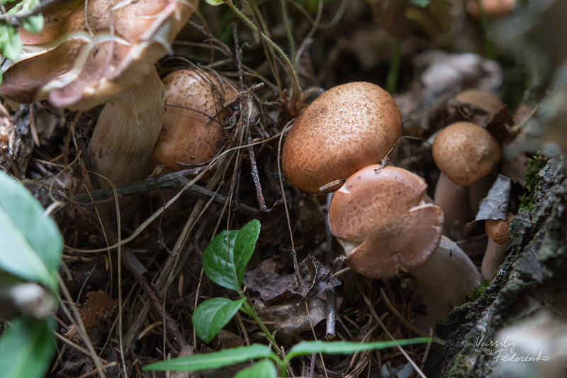 armillaria_02.jpg